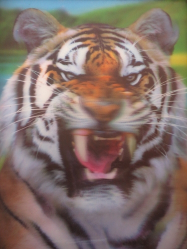 brüllender Tiger