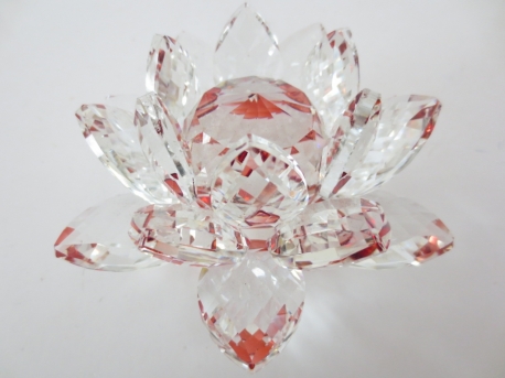 Kristalllotusblüte rot