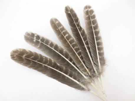 White Sage Smudge Feather Großhandel