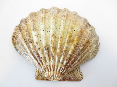 Abalone (Löwe Pfau) Großhandel
