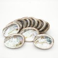 Großhandel - Abalone Shell Mini