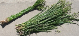 Großhandel - Sweetgrass AA Qualität (2 x 60-70 cm)