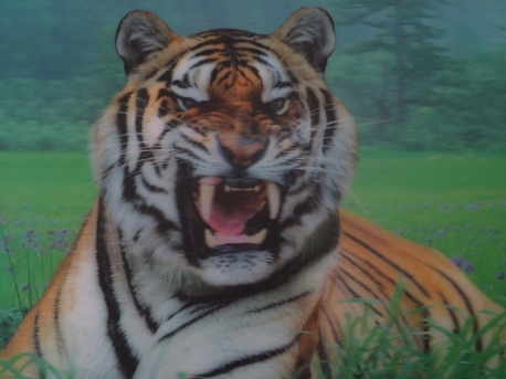 böser tiger